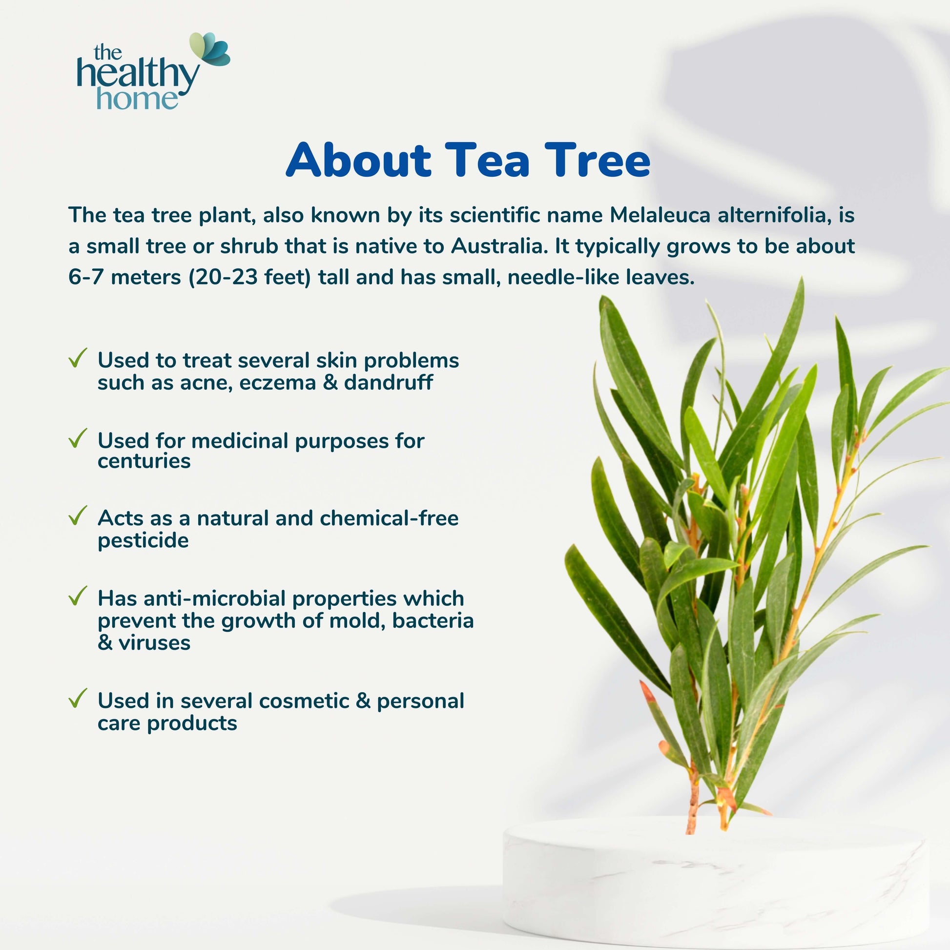 About Tea tree,Gelair™ Air Conditioning Block with Tea Tree Oil
